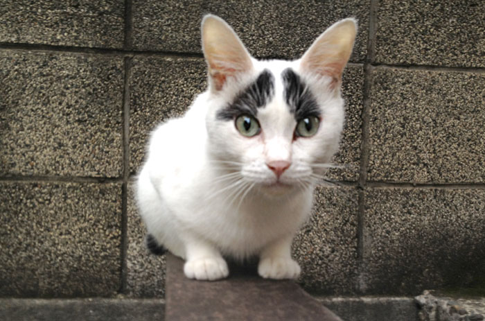 cats in Tokyo