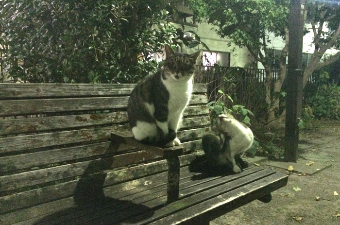 cats in Tokyo