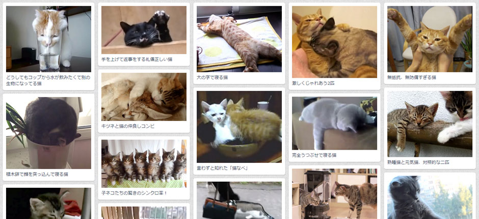 Japan cat video